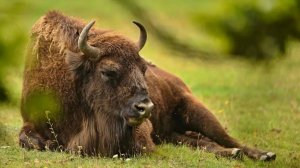 О Редких Животных Мира: Зубр | Аудиокнига