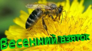 Профессор Кашковский про использование взятков с весенних медоносов