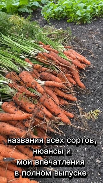 Копаем морковку вместе. #огород #любимыйогород #сад #са смотреть онлайн