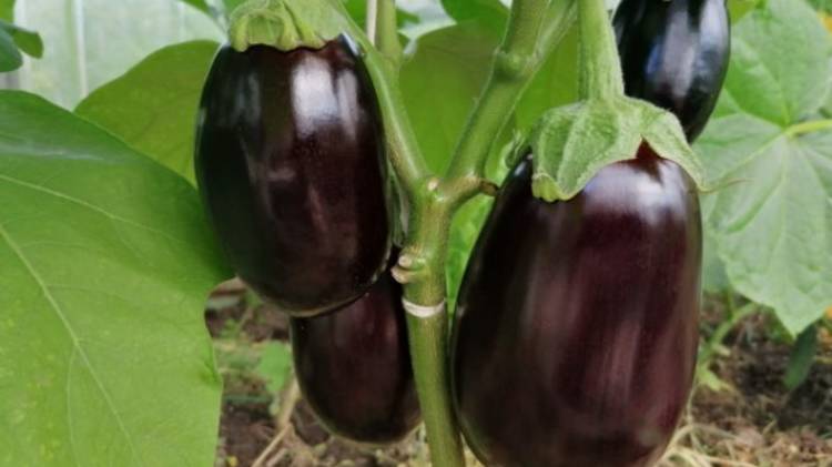 Лучшие подкормки для крепкой и здоровой рассады баклажанов. Обзор моей рассады на 11.05.24 г. смотреть онлайн