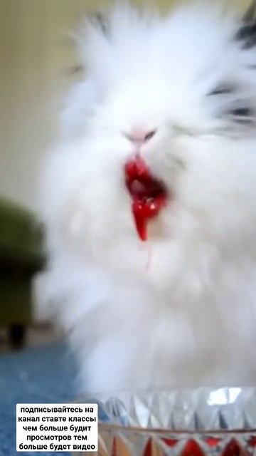 Кролик ест клубнику и вишню смотреть онлайн