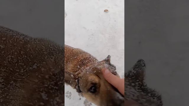 Снежок идёт смотреть онлайн