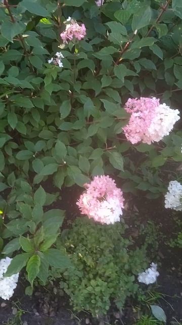 Гортензия бело - розовая! 🌸 смотреть онлайн