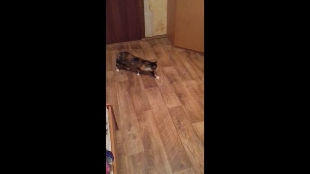 Реакция #3 большой кошки на маленького котёнка. Приколы. Cat смотреть онлайн