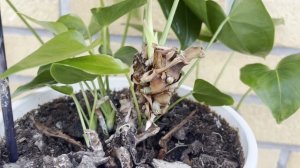 №113. Антуриум и его воздушные корни. Что в них особенно