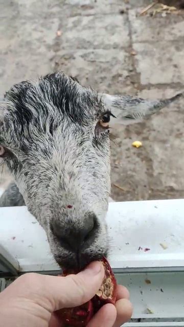 Коза любить гранат. #коза #кози #homepets #pets #homevideo #homepetvlogs #f смотреть онлайн