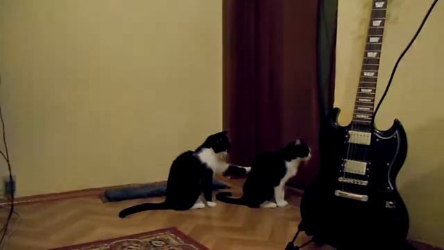 Ржака. Кошка у кошки просит прощения Ржу не могу Cat tries to apologize смотреть онлайн