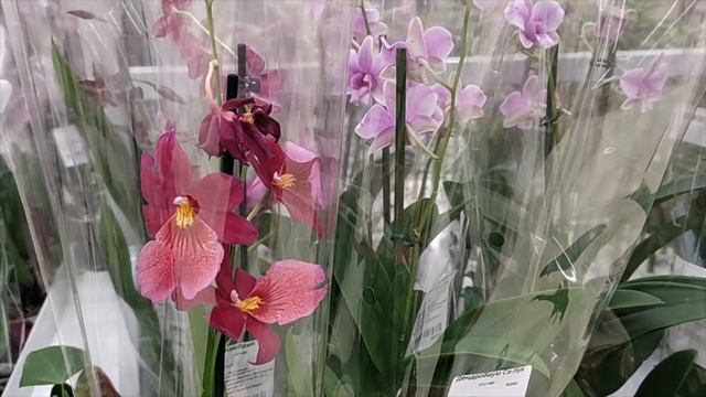 Как ухаживать за Орхидеей, после того, как принесли ее из цветочного магазина домой смотреть онлайн