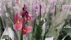 Как ухаживать за Орхидеей, после того, как принесли ее из цветочного магазина домой