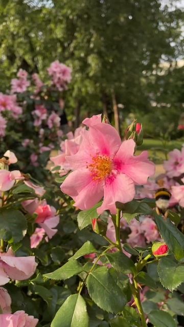 Фестиваль Сады и Люди, как это было! Подготовка фото зо смотреть онлайн