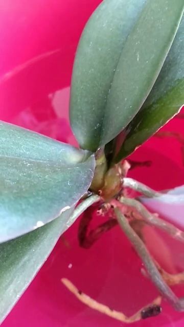 КАК СПАСТИ орхидеи, ЕСЛИ корни СГНИЛИ ИЛИ ЗАСОХЛИ? ЧТО