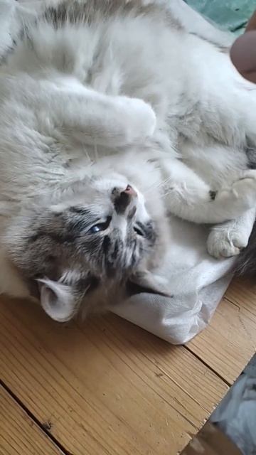 Мачо любит поваляться и поиграть смотреть онлайн