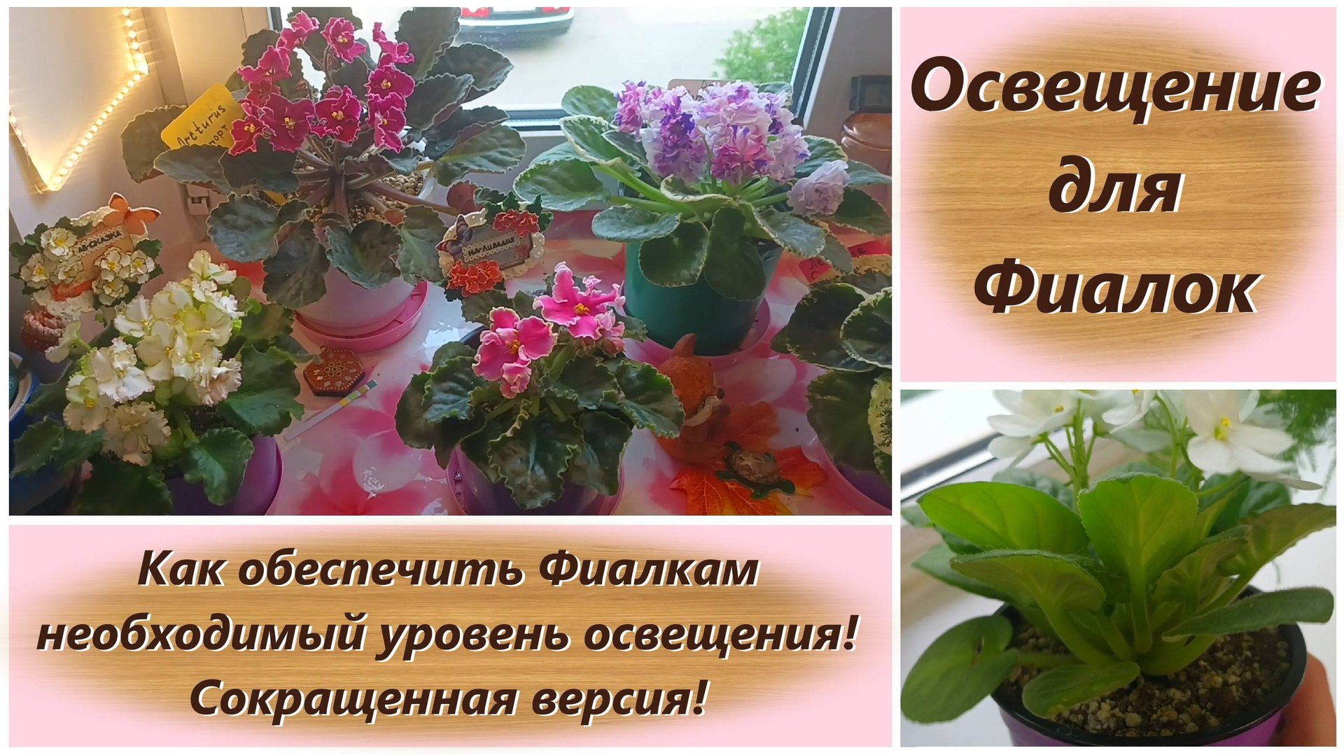 Освещение для Фиалок. Как обеспечить Фиалкам необходимый уровень освещения! Сокращенная версия.