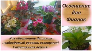 Освещение для Фиалок. Как обеспечить Фиалкам необходимый уровень освещения! Сокращенная версия.