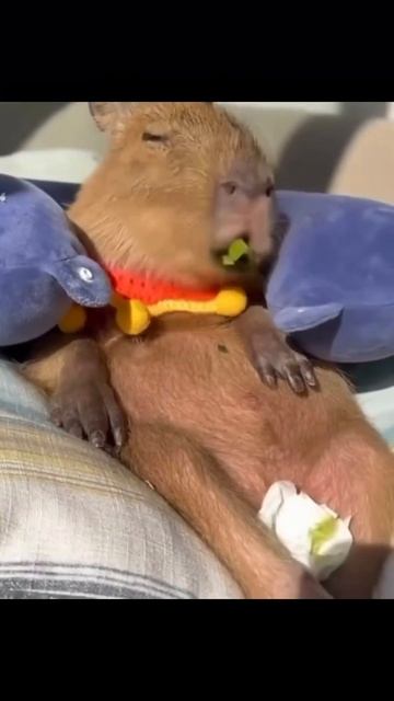 Перешли подруге если узнала ее)! смотреть онлайн