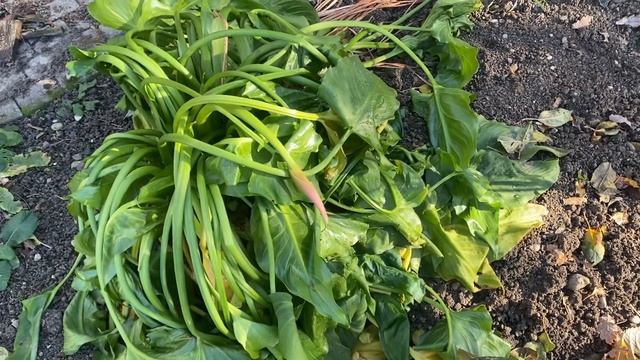 ПЕРВЫЙ МОРОЗ И ГОРТЕНЗИИ 29.11.23.