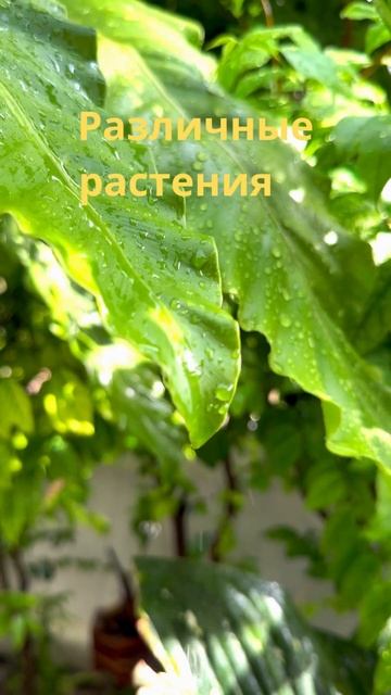 Тропический лес. Жизнь вокруг. #shorts смотреть онлайн