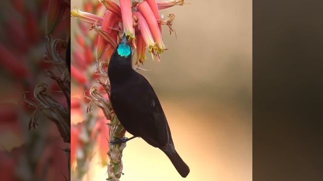 Самец яркокрасногрудой нектарницы наслаждается нект? смотреть онлайн