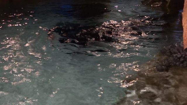 Скаты в Санкт-Петербургском океанариуме