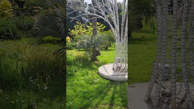 Парк в Адлере 10 мая 2025 смотреть онлайн