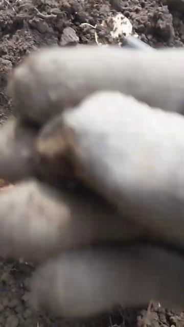 Долгожданное серебро#находки #монеты #coins #коп #metaldetecting смотреть онлайн