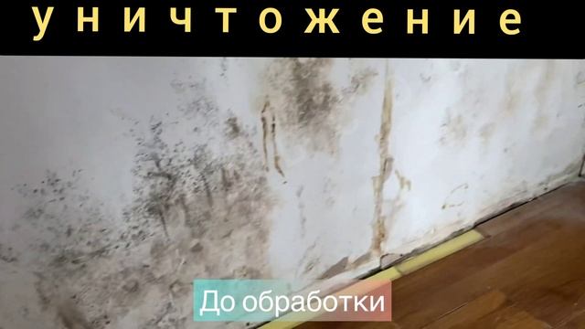 Обработка квартиры от плесени.mp4