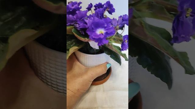 Фиалка полумахровая взрослая. Для Авито