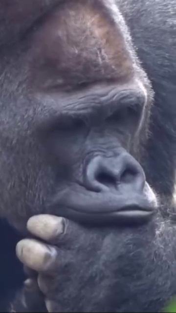 О ЧЕМ ОН ДУМАЕТ ЖДУ ВАШИХ КОМЕНТОВ !!!