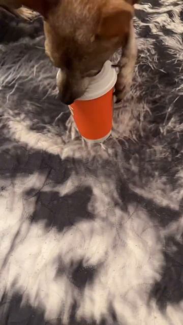 Поисковые игры для собак своими руками. #Shorts смотреть онлайн