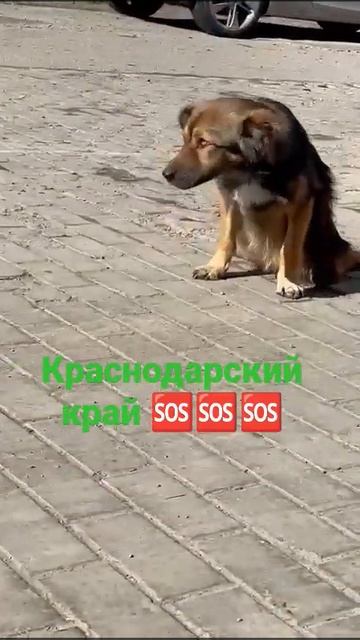 🌐🌐🌐 Станица Новопокровская Краснодарский край. ‼? смотреть онлайн