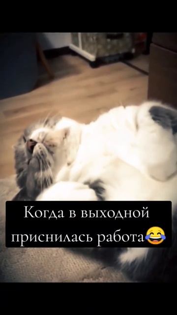 когда в выходной приснилась работа прикол с котом #крутыевидео #shortsvideo #смехота #смех смотреть онлайн