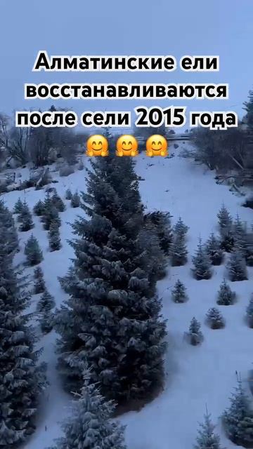 Алматинские ели восстанавливаются после сели в 2015 год смотреть онлайн