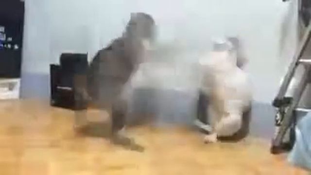 приколы над котами смотреть онлайн