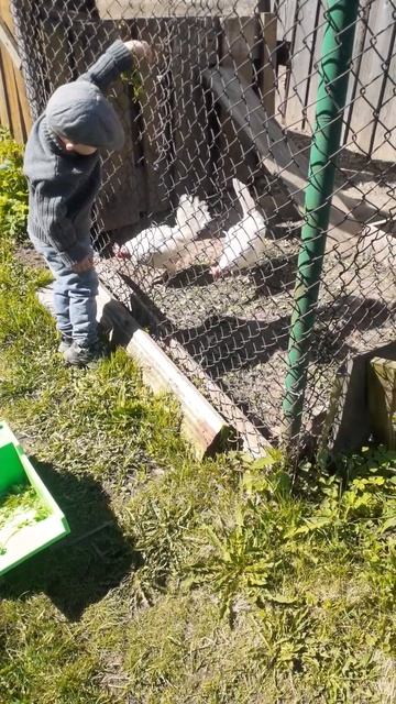 Петя и курочки. 2 года 11 месяцев #дети #жизньвселе #детс? смотреть онлайн