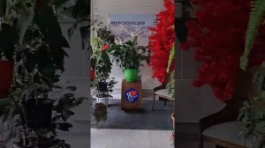 г.  НАЛЬЧИК.   Сан. /  ГОЛУБЫЕ ЕЛИ. /  ❤️💐❤️