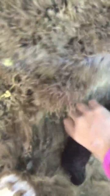 Морской огурец. смотреть онлайн