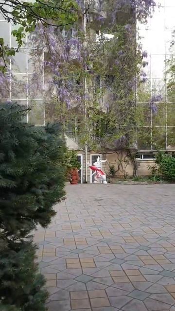 Глициния зацвела! 😍 смотреть онлайн