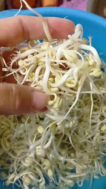 Заключительный 5 день проращивания маша. Уже лучше, но смотреть онлайн