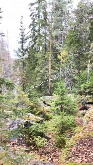 В Карелии* смотреть онлайн