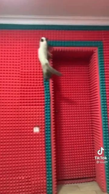 Боярышник форте эволар