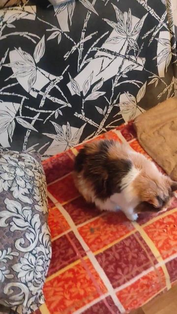 Ест сосиску в тесте😁♥️ #cat #кот #кошка #shorts смотреть онлайн