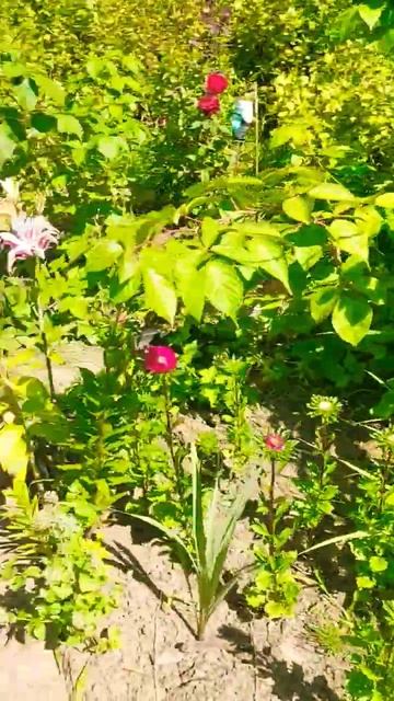 Розы и астры зацветают ...#дача #подпишись #образование смотреть онлайн