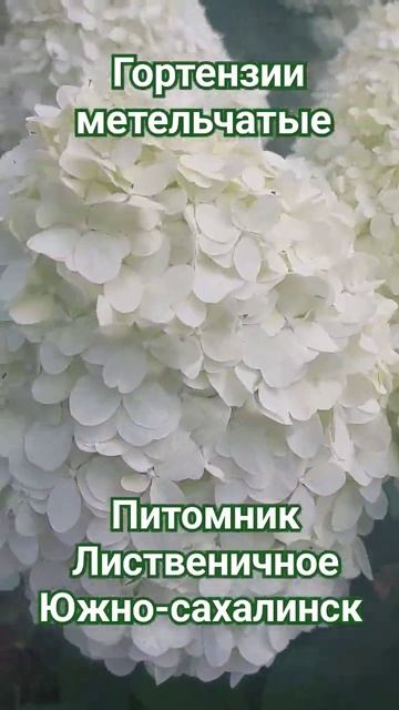 #метельчатые гортензии в ассортименте. опт розница. Пр смотреть онлайн