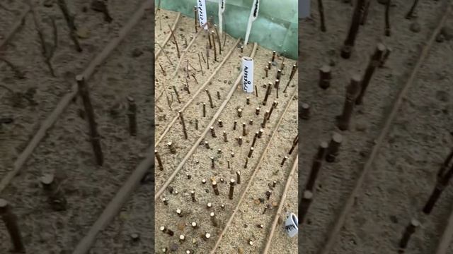 Укоренение в культиваторе ,древесный черенок метельч? смотреть онлайн