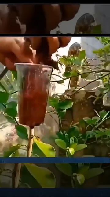 Очень часто нам нужно увеличить количество растений н смотреть онлайн