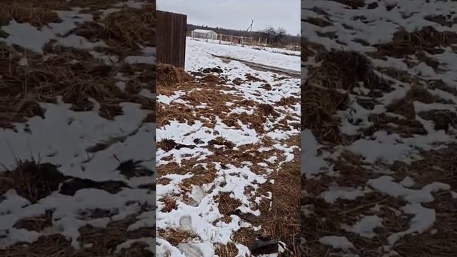 в сказках тоже есть печальные моменты #деревенскаяжиз смотреть онлайн