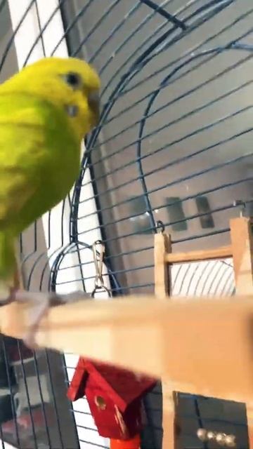 У меня есть попугай его завуч Ева он у меня пол года а е смотреть онлайн