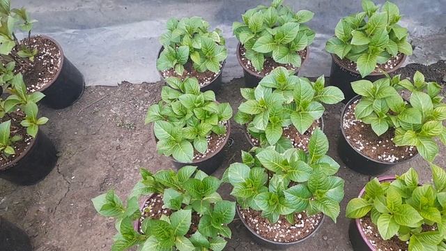 Январь , гортензия смотреть онлайн