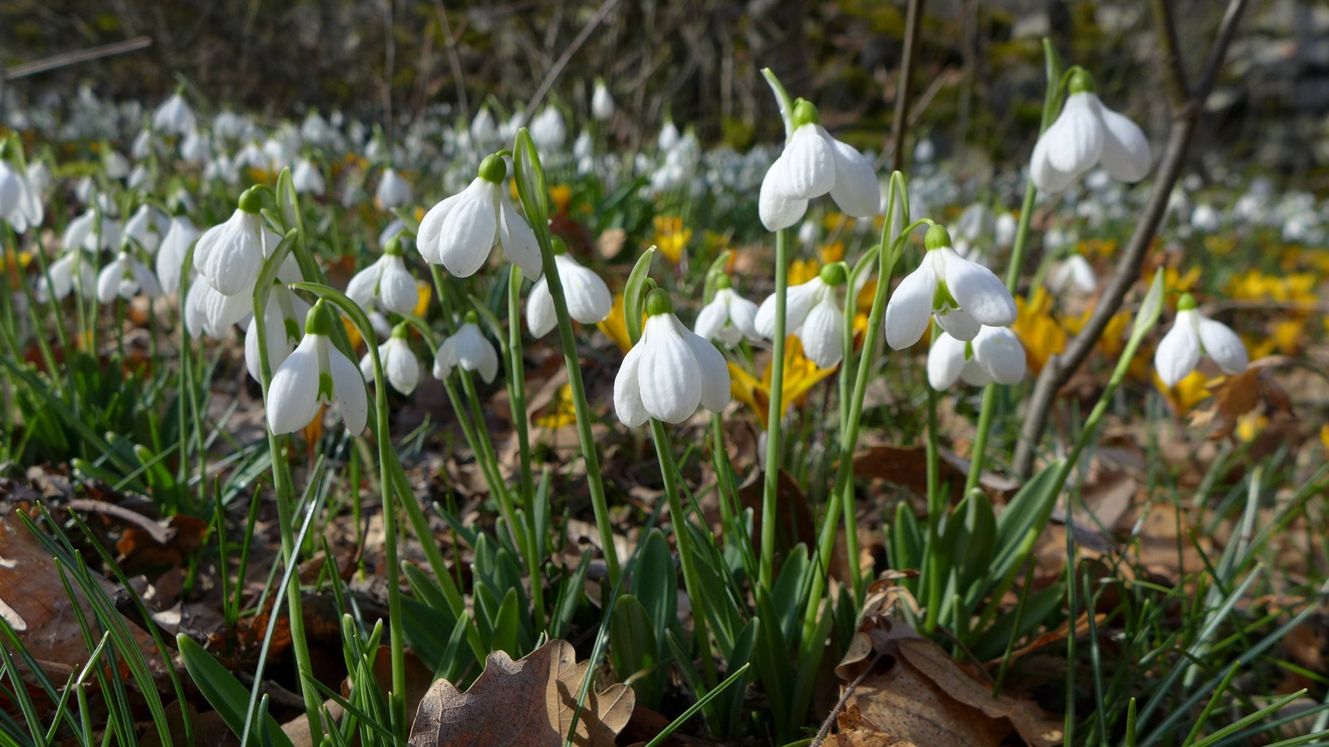 Весна смотреть онлайн