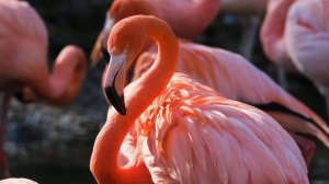 О Редких Животных мира: Розовый фламинго | Аудиокнига